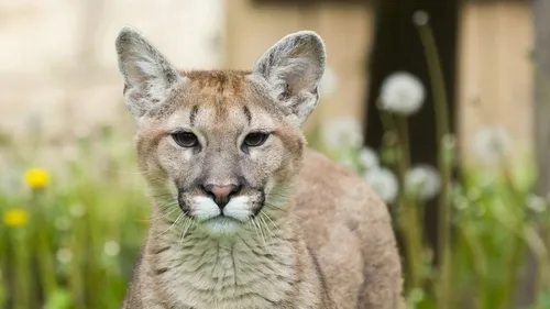 La nouvelle vedette du Zoo d’Amnéville : Nacho un puma de 8mois